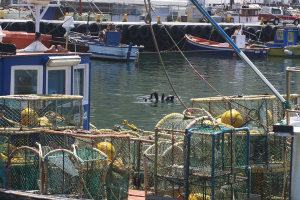 Kalk Bay, Kapstadt Kalk Bay Hafen, Kapstadt, Robben Tummeln sich zwischen den farbigen Booten