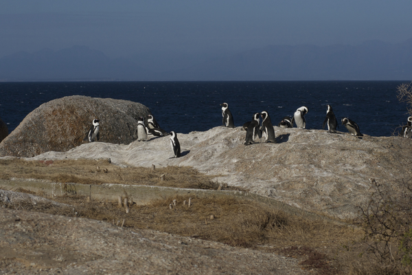 Boulders Simonstown, Kapstadt Pinguine am Boulders Beach bei Simonstown, Kapstadt