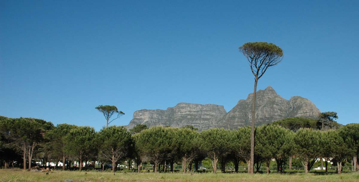 Trees on Rondebosch Commons looking towards Table Mountain